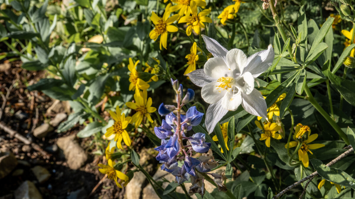 Columbine and other wildflowers are shown growing alongside the Timpooneke Trail