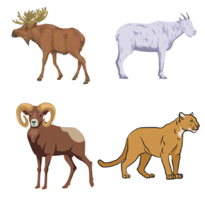 Animated moose, Rocky Mountain goat, big horn sheep, and mountain lion