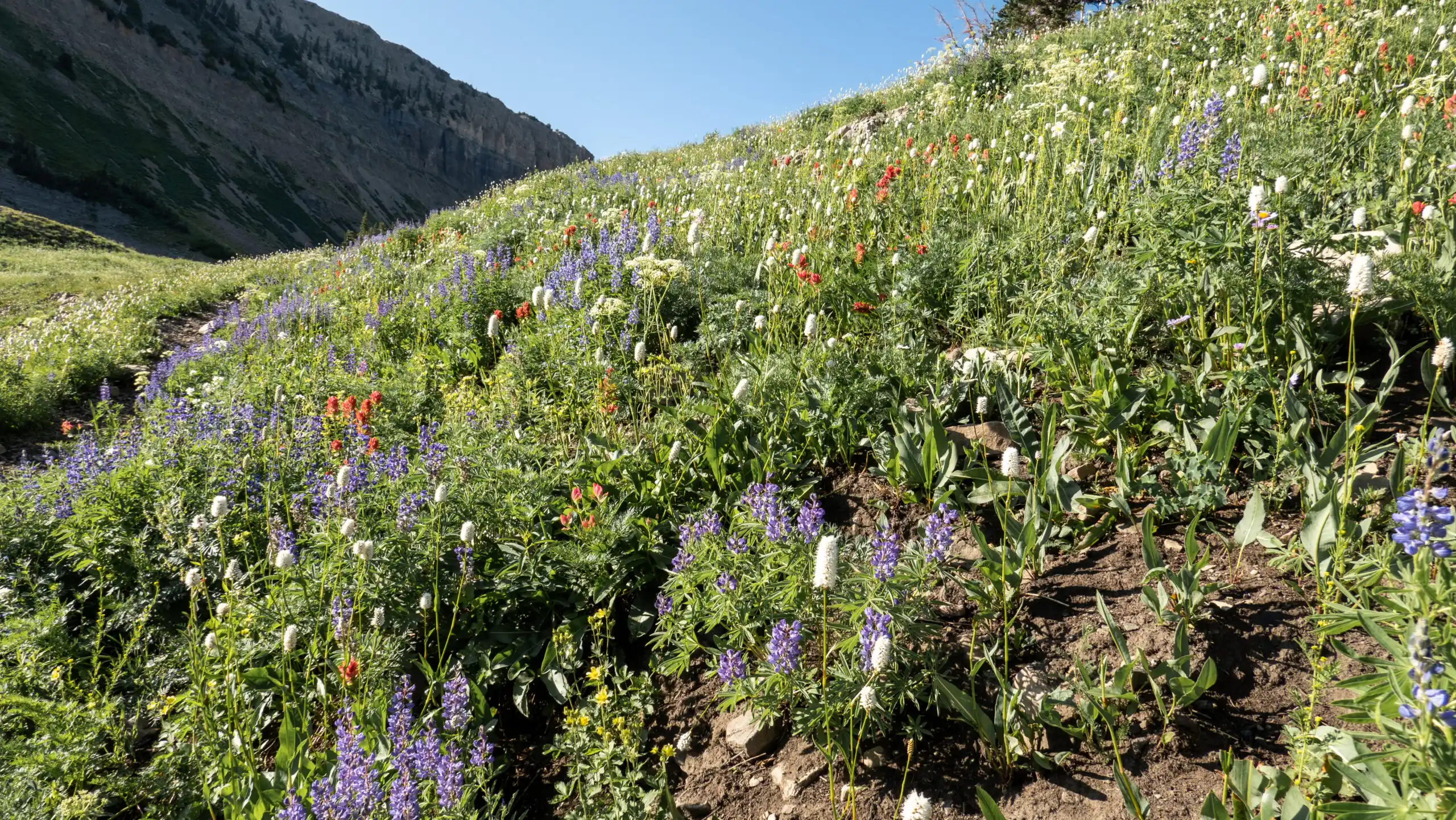 Field full of wildflowers