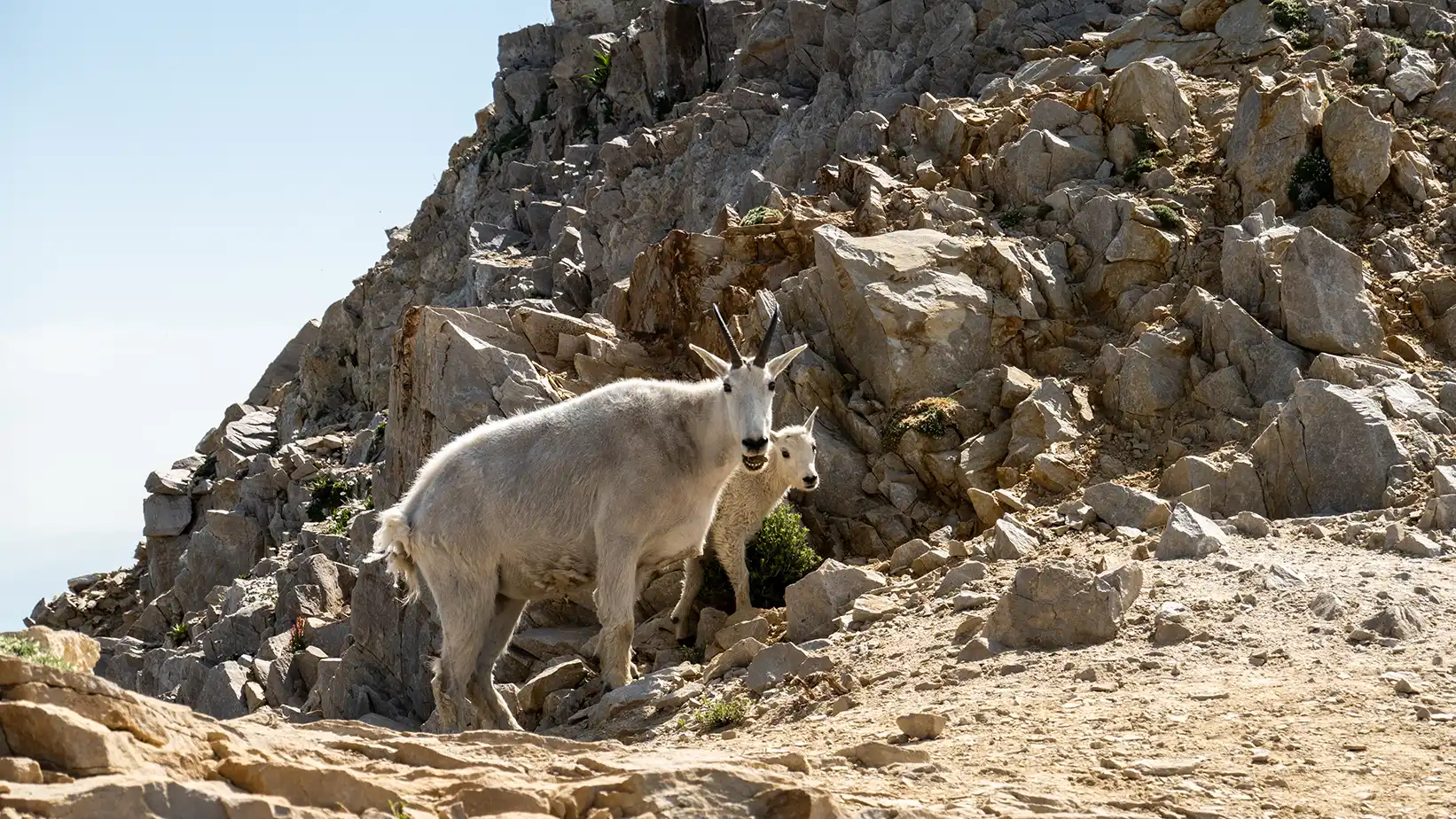 An adult mountain goat and a baby mountain goat eat on the side of the trail