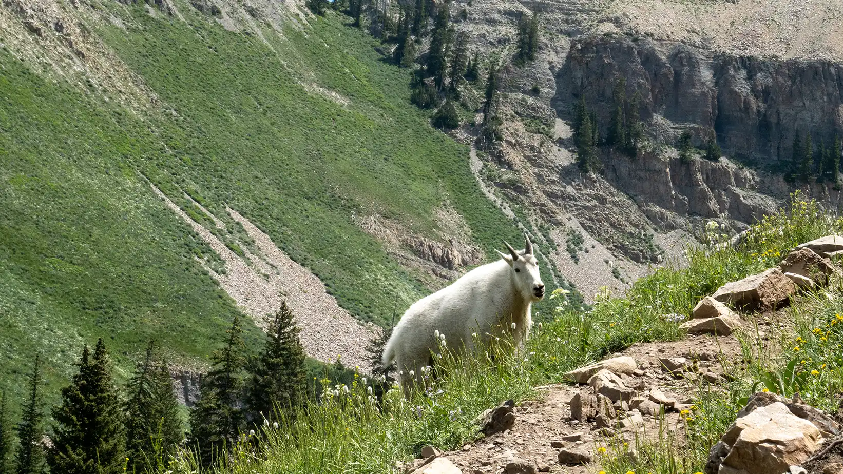 An adult mountain goat is right along the trail