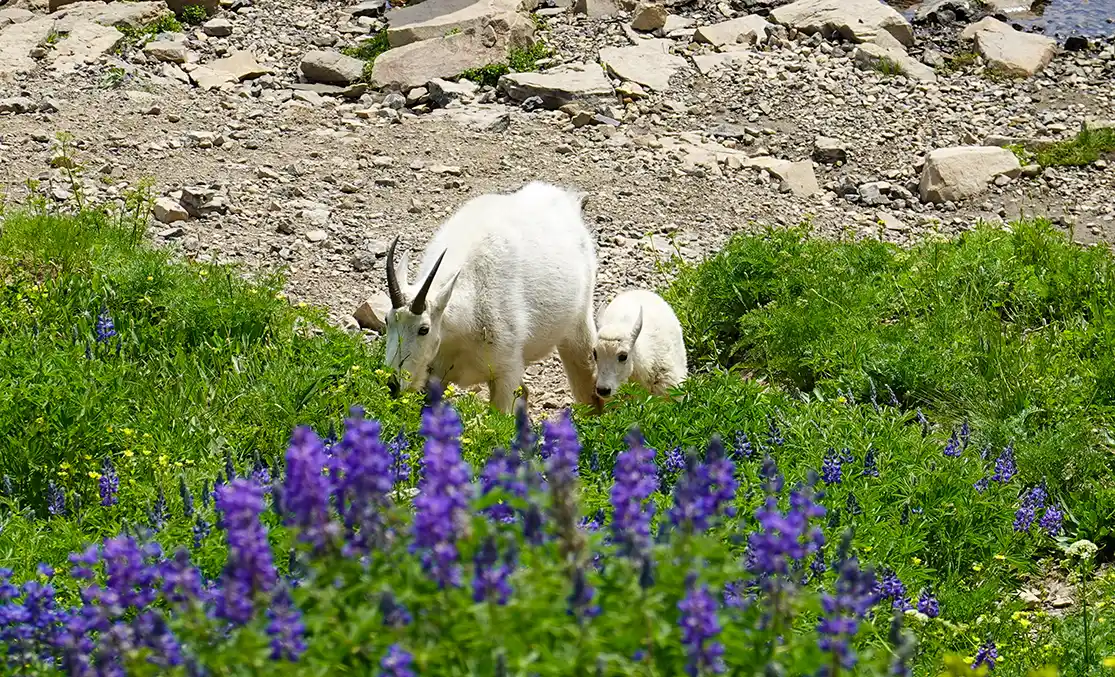 An adult mountain goat and baby mountain goat walk through purple flowers