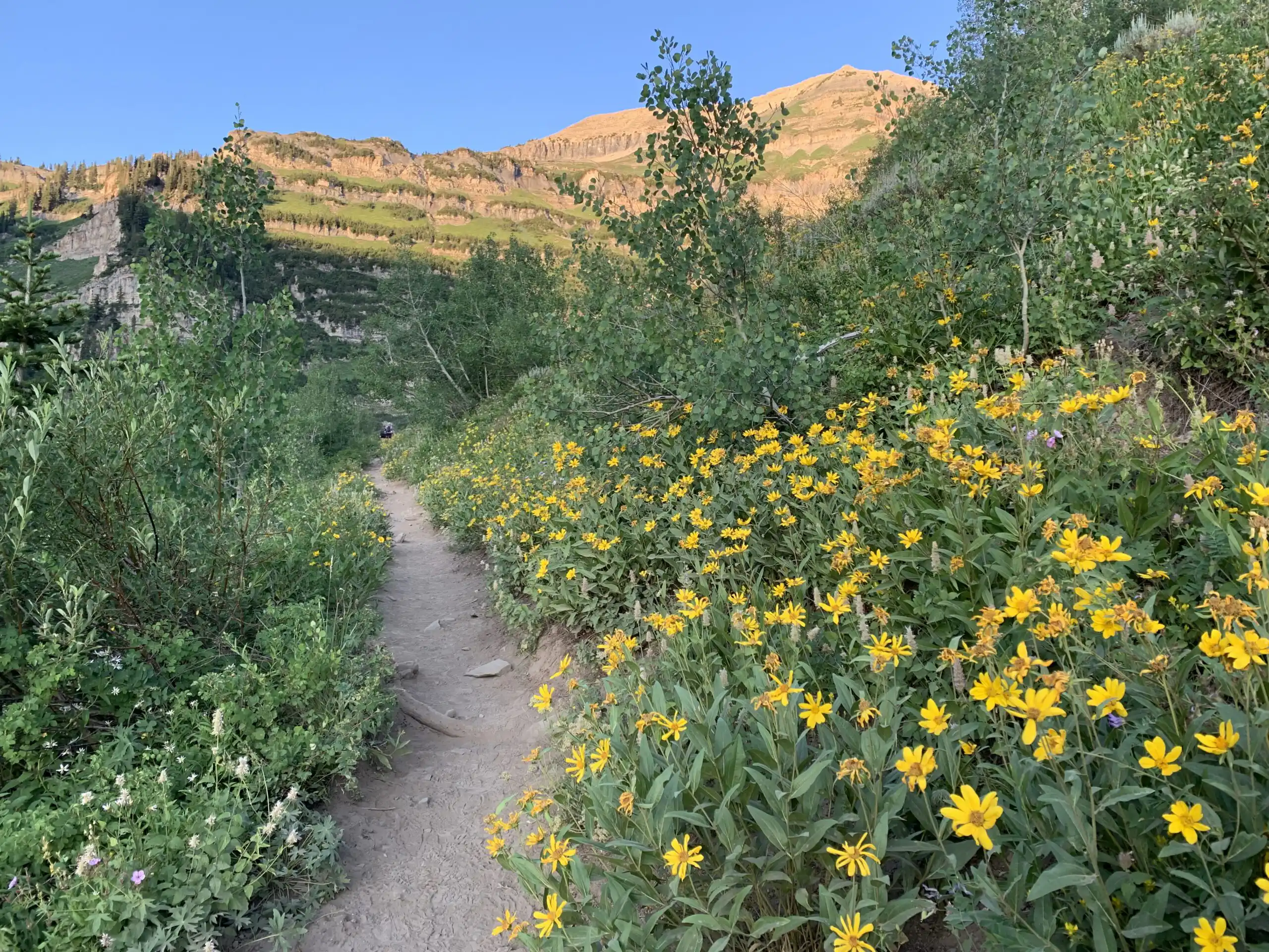 Yellow balsam root flowers line the Timpooneke Trail as the sunrise hits the mountains.