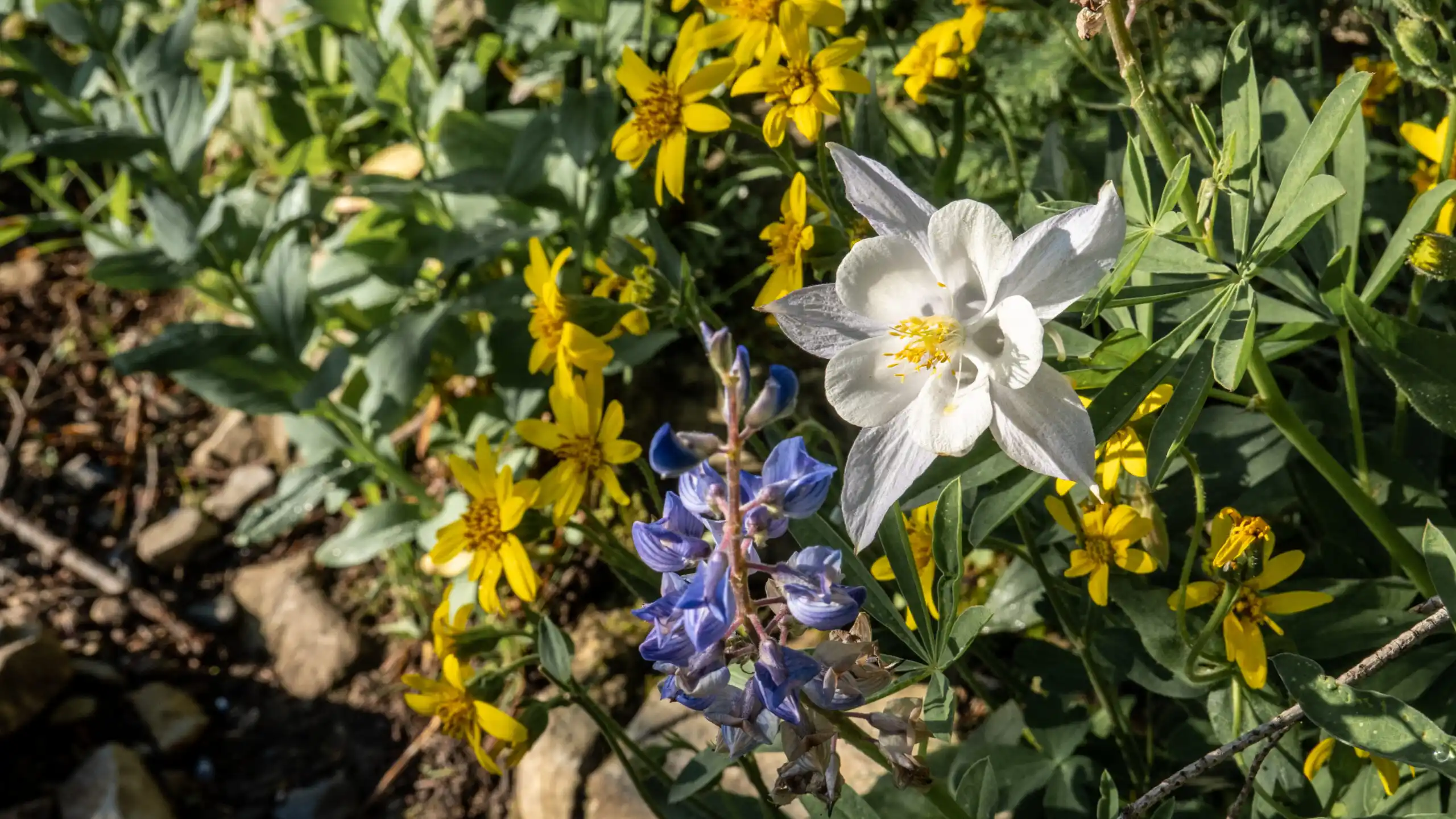 A group of wildflowers along the Timpooneke trail