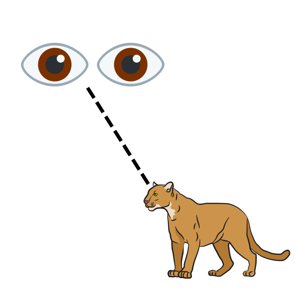 a pair of eyes is shown with a dashed line connecting them to a cougar's eyes