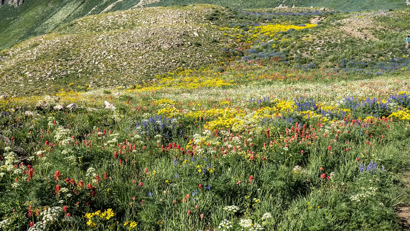 Wildflowers of many different colors