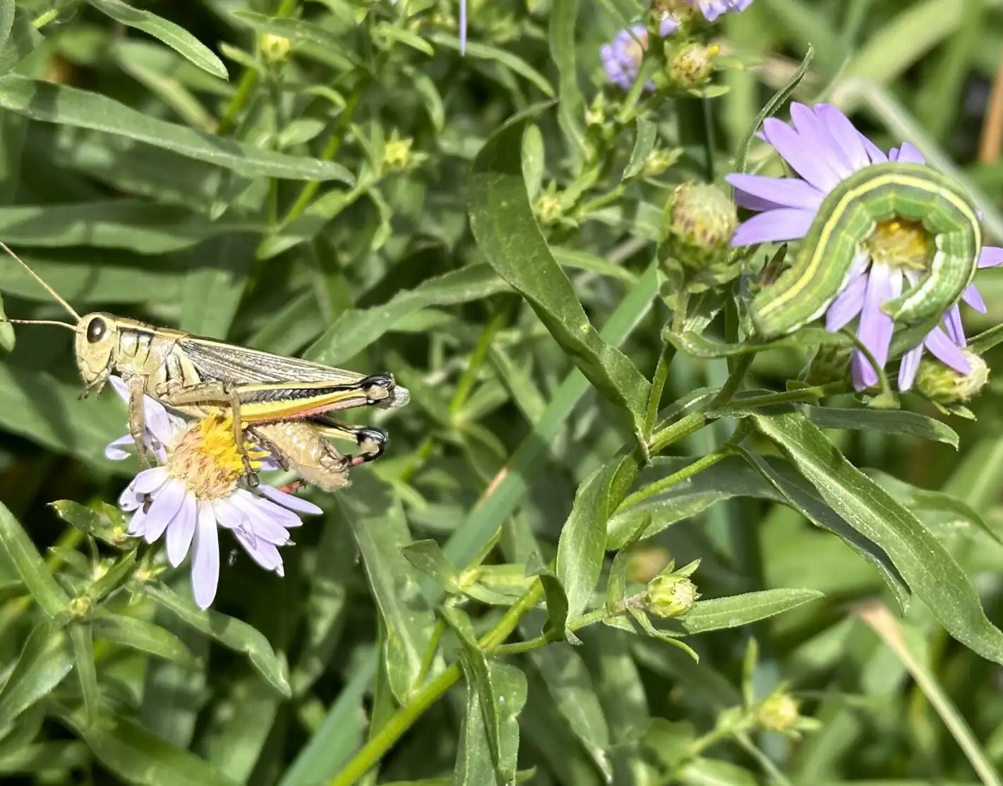 a grasshopper and a worm are shown on purple flowers