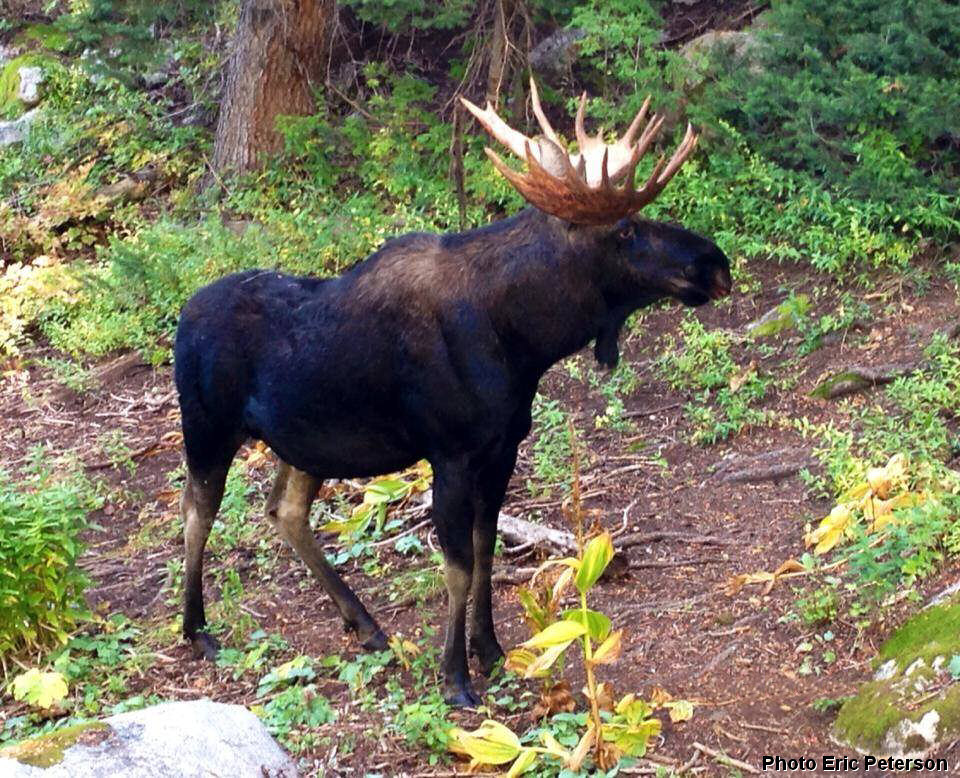 large male moose