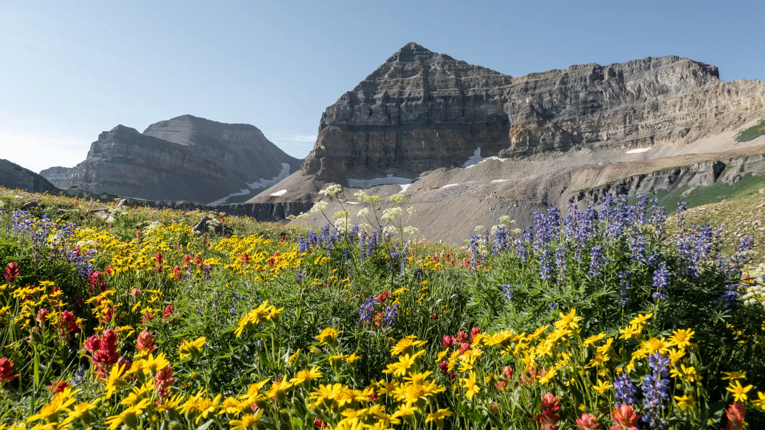 The Timpanogos basin is filled with all colors of wildflowers