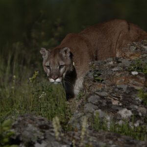 image shows a mountain lion in a semi dark environment